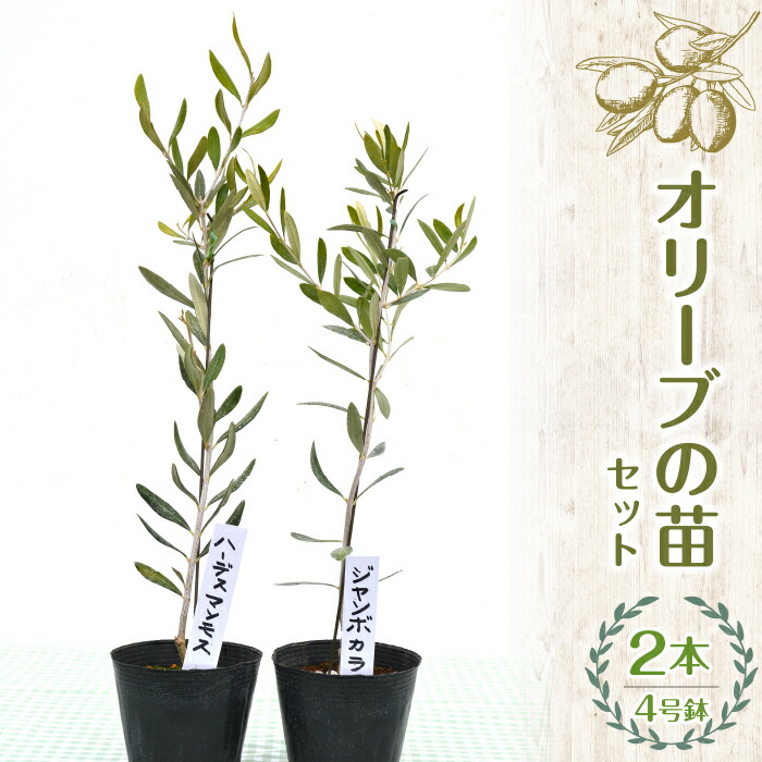 【ふるさと納税】 ふるさと納税 オリーブの苗 ガーデニング オリーブ 苗 記念樹 敬老の日 卒はいり込む祝賀会 造営祝賀会 祝する日 祝賀会 差し上げ物 差し上げ物 差し上げ物 山梨県 昭和町 母の日 貨物輸送無料 【薬草販売店YOU\u0027樹】オリーブの苗書き割り 4号鉢 2本 SWBE001