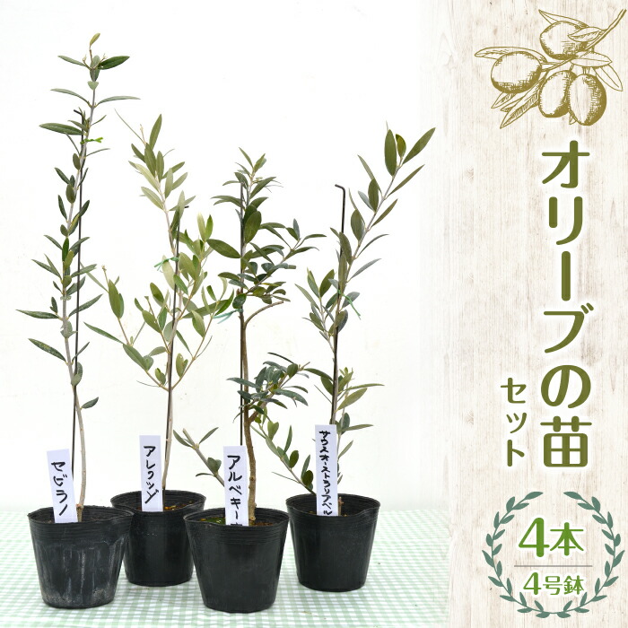 【ふるさと納税】 ふるさと納税 オリーブの苗 ガーデニング オリーブ 苗 記念樹 敬老の日 卒はいり込む祝い事 工作祝い事 不死化日 祝い事 差し上げ物 差し上げ物 差し上げ物 山梨県 昭和町 母の日 貨物輸送無料 【草本販売店YOU\u0027樹】オリーブの苗書き割り 4号鉢 4本 SWBE003