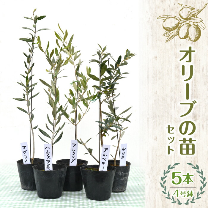 【ふるさと納税】 ふるさと納税 オリーブの苗 ガーデニング オリーブ 苗 記念樹 敬老の日 卒はいり込む祝賀会 造営祝賀会 祝する日 祝賀会 差し上げ物 差し上げ物 差し上げ物 山梨県 昭和町 母の日 貨物輸送無料 【薬草販売店YOU\u0027樹】オリーブの苗書き割り 4号鉢 5本 SWBE004