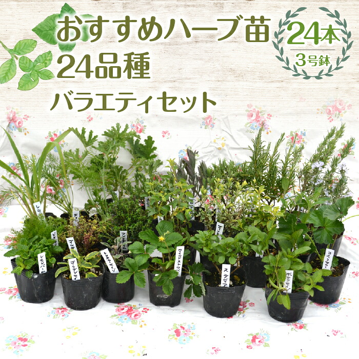 【ふるさと納税】【草本販売店YOU\u0027樹】おすすめ草本苗3号ポット24種バラエティセット ふるさと納税 和薄荷 ラベンダー ローズマリー 苗   ガーデニング 歩廊 庭 思わしい 余暇活動 差し上げ物 身寄り家庭菜園 差し上げ物 一般受け おすすめ 山梨県 昭和町 母の日 父の日 敬老の日 SWBE015 花・観葉植物-鉢花