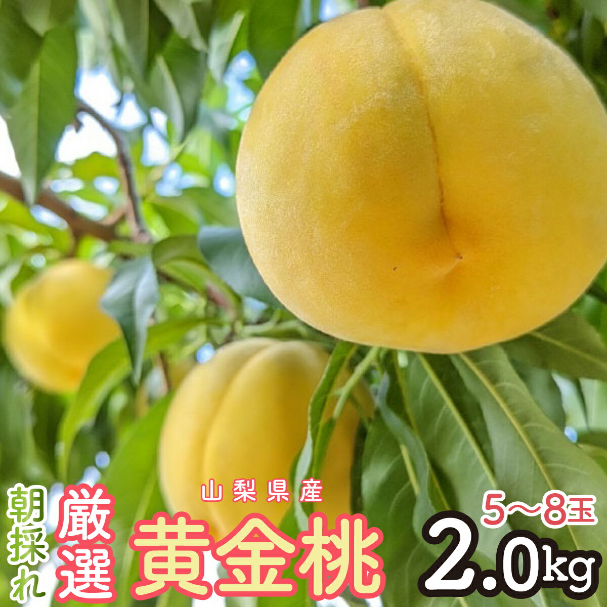 【ふるさと納税】2026年発送 朝採れ!厳選!山梨県産 黄金桃2Kg 5~8玉 SWCM002|山梨県昭和町