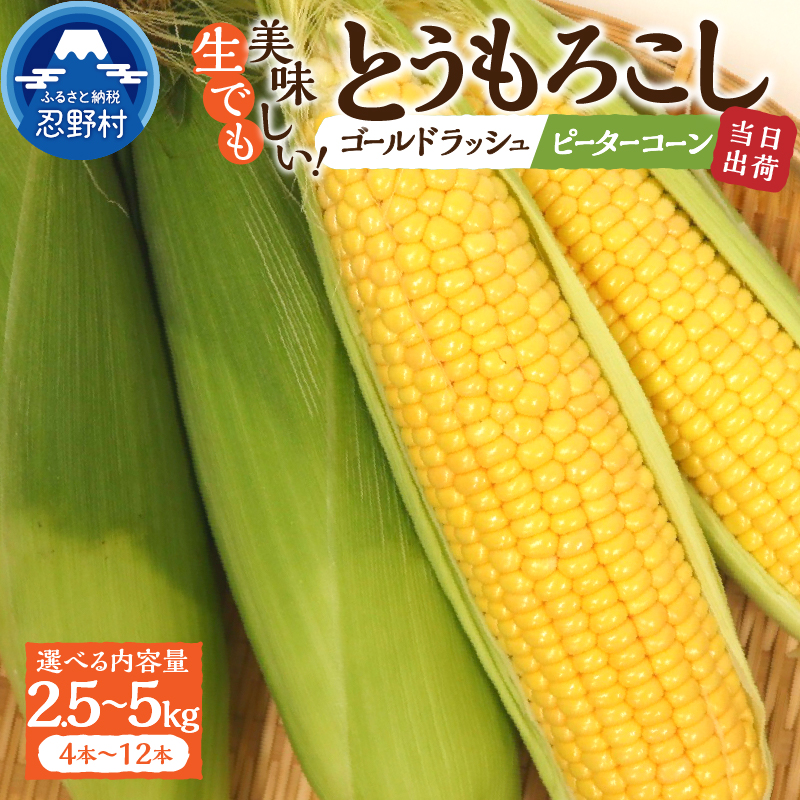 【ふるさと納税】 《先行予約》 とうもろこし ゴールドラッシュ ピーターコーン 食べ比べ 詰め合わせ 2.5kg(4～6本入） 5kg(10～12本) 朝採れ 人気 野菜 お取り寄せ  産地直送 新鮮 ギフト プレゼント 贈答 送料無料 山梨県 忍野村 ※沖縄県、離島不可