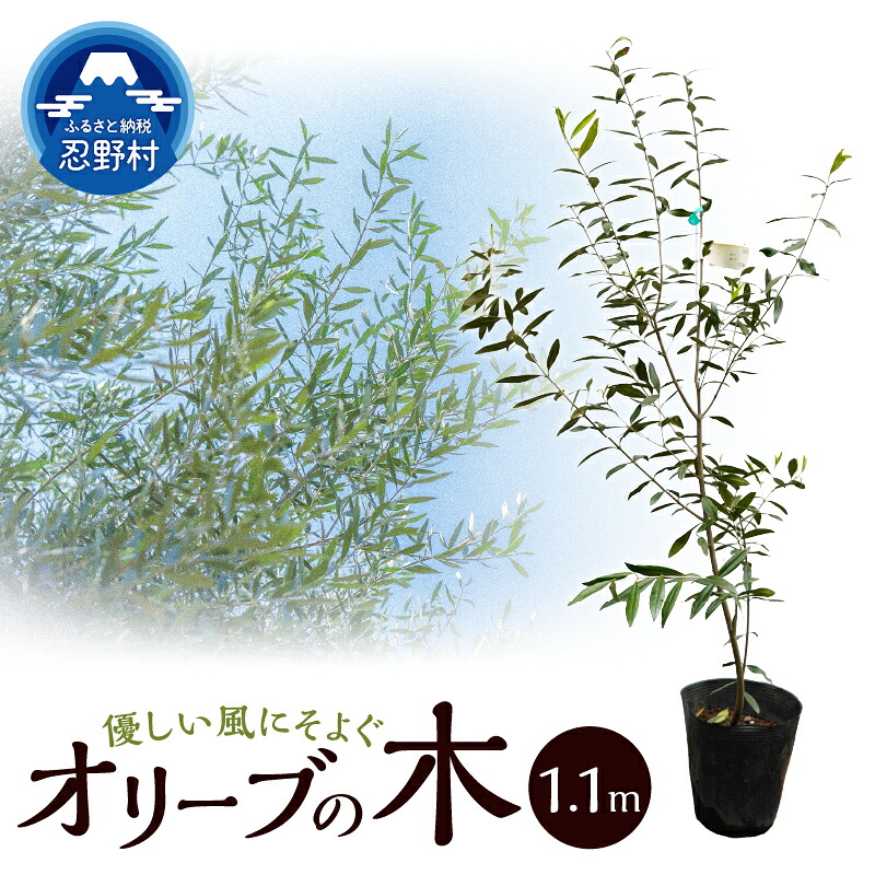 【ふるさと納税】オリーブ 観葉植物 植物 樹木 ガーデニング インテリア 植木 苗 庭木 送料無料 山梨県 忍野村|山梨県忍野村