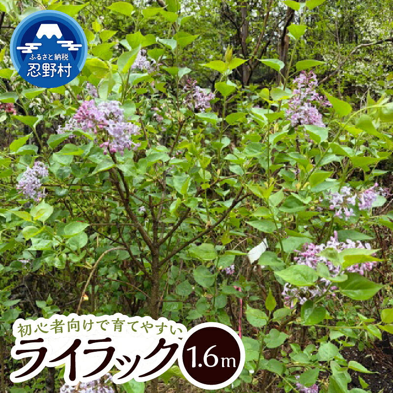 【ふるさと納税】 ライラック 植木 植物 樹木 落葉花高木 リラの花 ガーデニング 苗 庭木 庭園木 送料無料 山梨県 忍野村｜山梨県忍野村