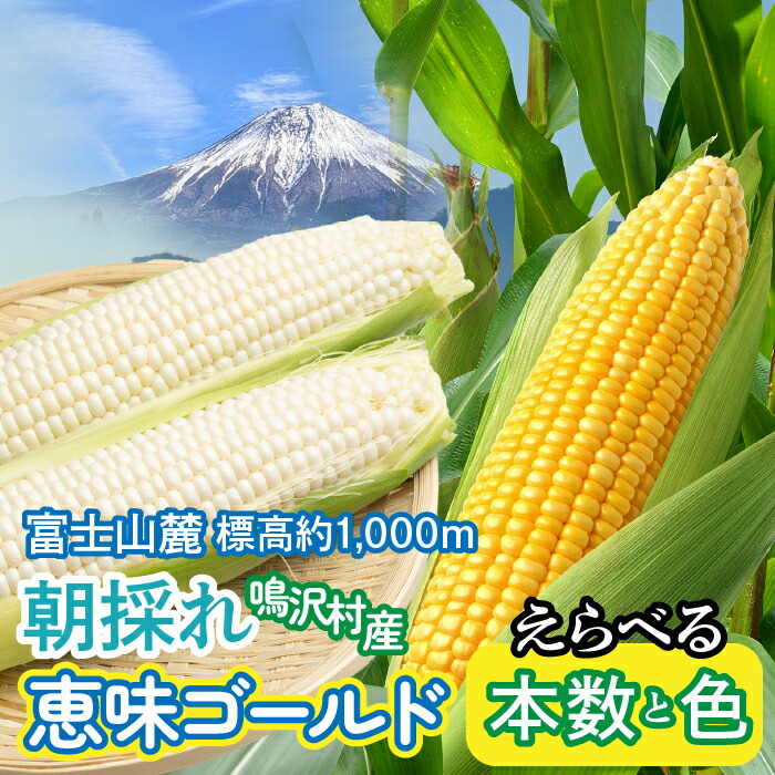 【ふるさと納税】とうもろこし 恵味ゴールド 5～10本 白 訳あり 10～15本 ふるさと納税 とうもろこし トウモロコシ ジューシー 朝採りコーン 野菜 山梨県 鳴沢村 送料無料 NSAK001