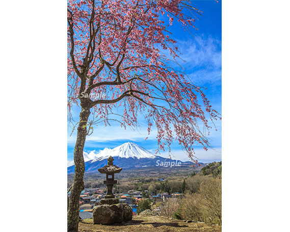 オープニング 富士山フォトパネル 桜 写真 山梨県 インテリア アートボード 日本の風景 壁紙 装飾フィルム