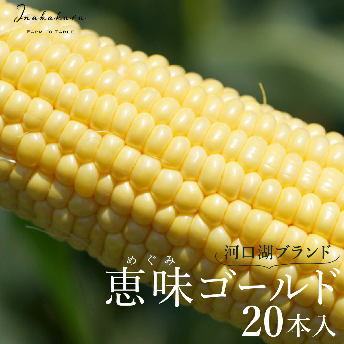 【ふるさと納税】 ＜2026年先行予約＞【富士山の麓で育つ】河口湖ブランドとうもろこしInakakara「恵味ゴールド」20本入 ふるさと納税 人気 おすすめ ランキング とうもろこし 恵味ゴールド トウモロコシ コーン 山梨県 富士河口湖町 送料無料 FBA003