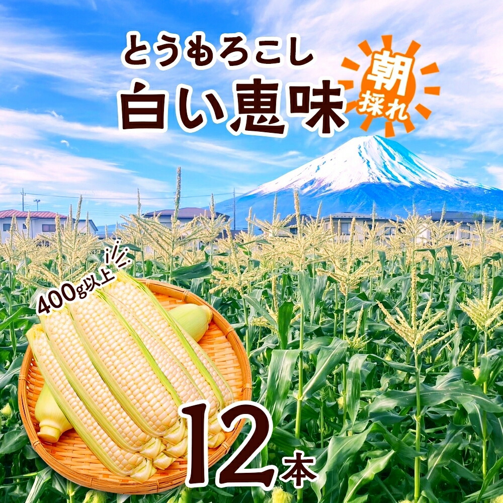【ふるさと納税】 ＜2026年発送先行予約＞ とうもろこし 白い恵味 ホワイト 400g以上×12本 高糖度 トウモロコシ スイートコーン 玉蜀黍 コーン 白 夏野菜 ジューシー 野菜 おやつ 甘い 旬 産地直送 送料無料 湖南野菜出荷組合 山梨県 富士河口湖町 FEM008