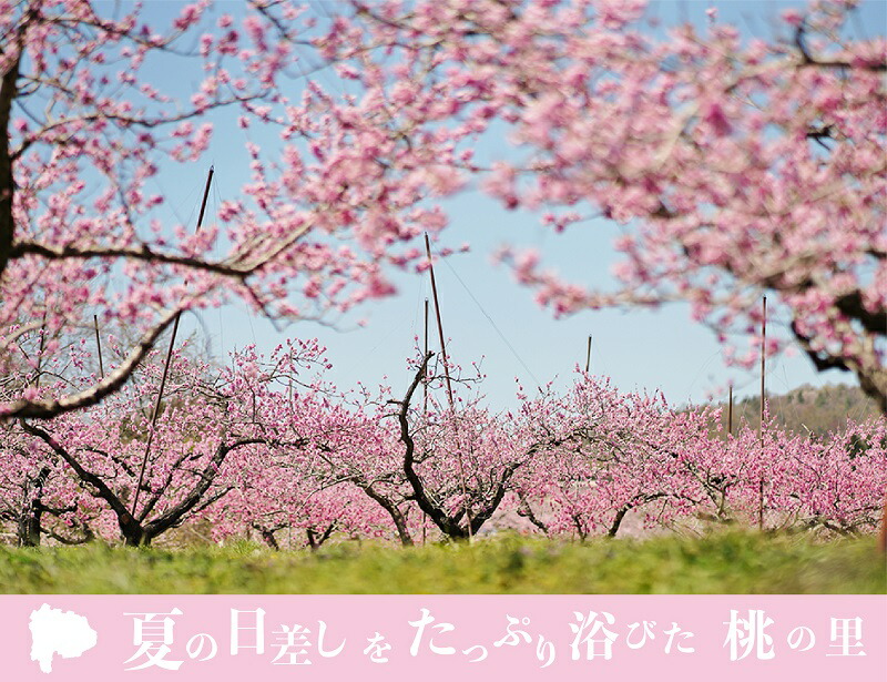 ふるさと納税 ギフト 21年発送 山梨県産 完熟桃 白桃系 約１kg ２ ５玉 山梨県 フルーツ 果物 山梨 山梨県産 山梨県産 桃 もも モモ フルーツ 果物 果物類 21年 先行予約 品種 お任せ おススメ ギフト 送料無料 お取り寄せ ご当地 名産品 特産品 山梨県富士