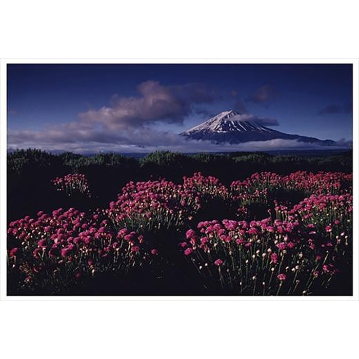 ふるさと納税 全倍版 富士山写真大賞 アルメリヤ咲く頃 額装写真