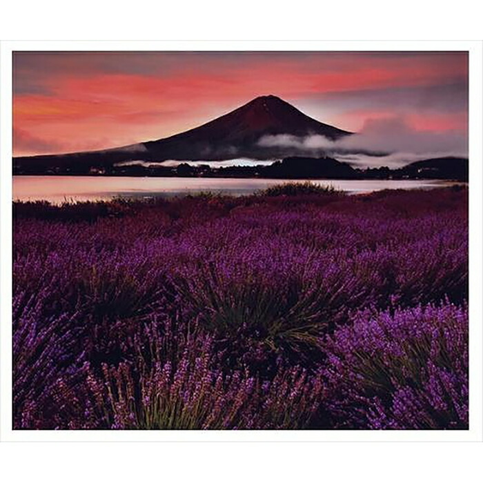 全倍版 富士山写真大賞 額装写真 黎明のラベンダー 大石公園 額装サイズ約780 1050mm 安い