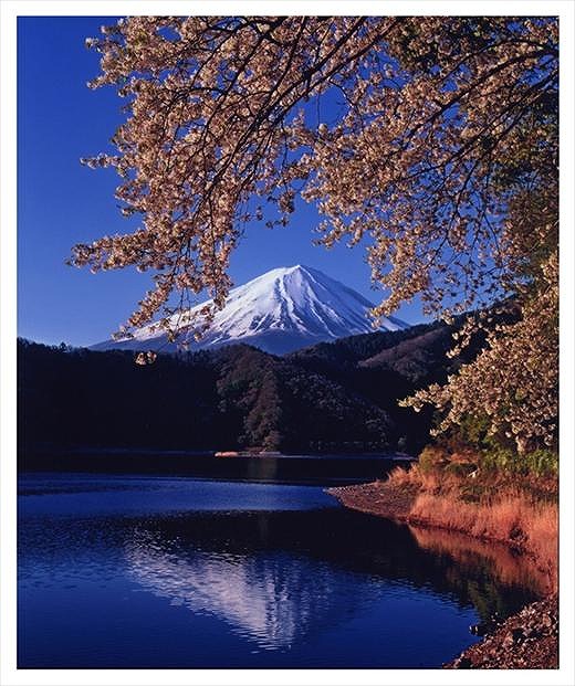 全倍版 富士山写真大賞 額装写真 黄金の花房 河口湖にて 額装サイズ約780 1050mm 21年春の