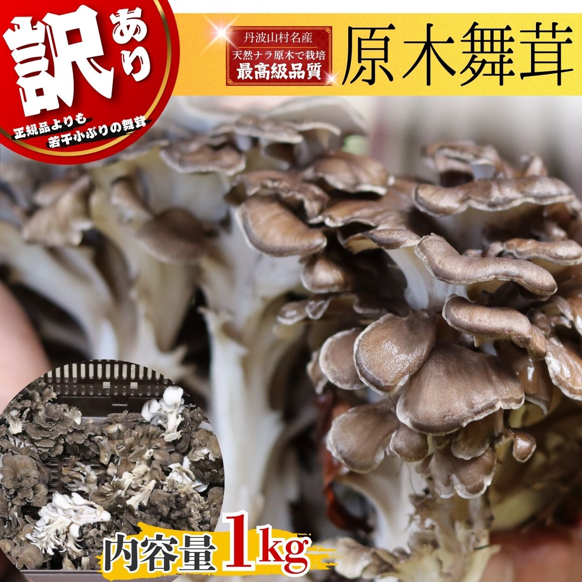 【ふるさと納税】【2026年発送分先行予約】訳あり 丹波山村産 原木舞茸 約1kg 2026年秋頃より順次発送予定 / 丹波山名産 希少 無農薬 無添加 舞茸 まいたけ わけあり 規格外 正規品より若干小振り 原木栽培 きのこ キノコ 産地直送【tab0240】