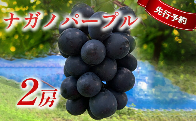 【ふるさと納税】【2022年秋発送先行予約】ナガノパープル2房【果物・ぶどう・フルーツ・ブドウ・ナガノパープル】お届け:2022年9月上旬〜9月末