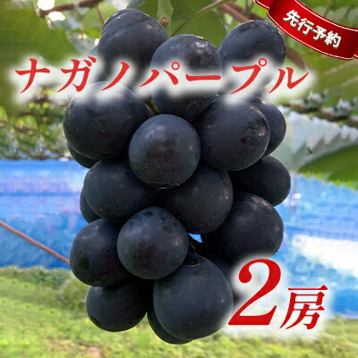 ナガノパープル 2房 お届け 商店 すぐったレディース福袋 ナガノパープル 2房 お届け 商店