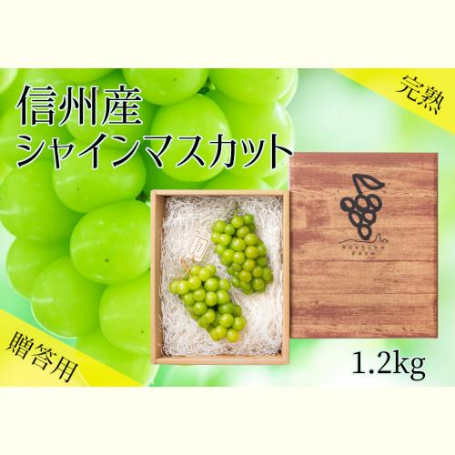 楽天市場】 贈答用 信州産シャインマスカット 約1.2kg 2〜3房 9月中旬 ...