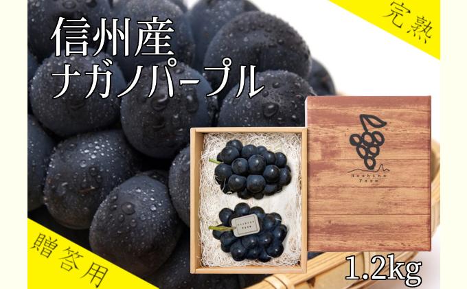 <贈答用>皮ごと食べられ 信州産ナガノパープル 約1.2kg(2〜3房)9月 随時配送 お届け