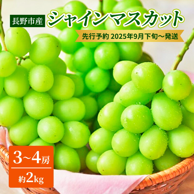 【ふるさと納税】ぶどう 先行予約 長野市産 シャインマスカット3～4房 約2kg 朝採り 葡萄 ブドウ フルーツ 果物 シャイン マスカット デザート おやつ 信州 2025年秋発 　お届け：2025年9月中旬～10月中旬