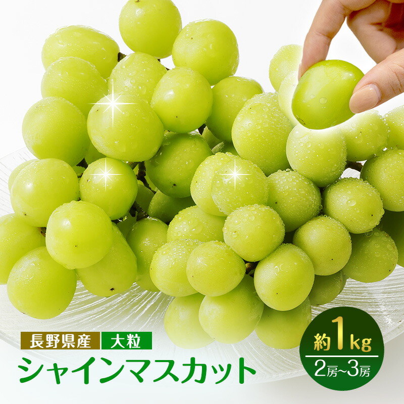 【ふるさと納税】ぶどう 先行予約 大粒 長野市産 シャインマスカット 約1kg入り 2～3房 葡萄 ブドウ フルーツ 果物 シャイン マスカット デザート おやつ 信州 2025年秋発 　お届け：2025年9月中旬～10月下旬