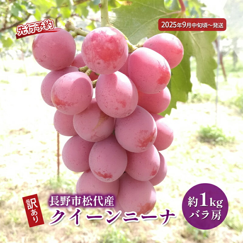 【ふるさと納税】ぶどう 先行予約 長野市松代産 訳ありクイーンニーナ 約1kg バラ房 葡萄 ブドウ 果物 フルーツ デザート おやつ TAKANO農園 信州 2025年秋発送 果物類 マスカット ギフト 手土産 　お届け：2025年9月中旬～10月中旬