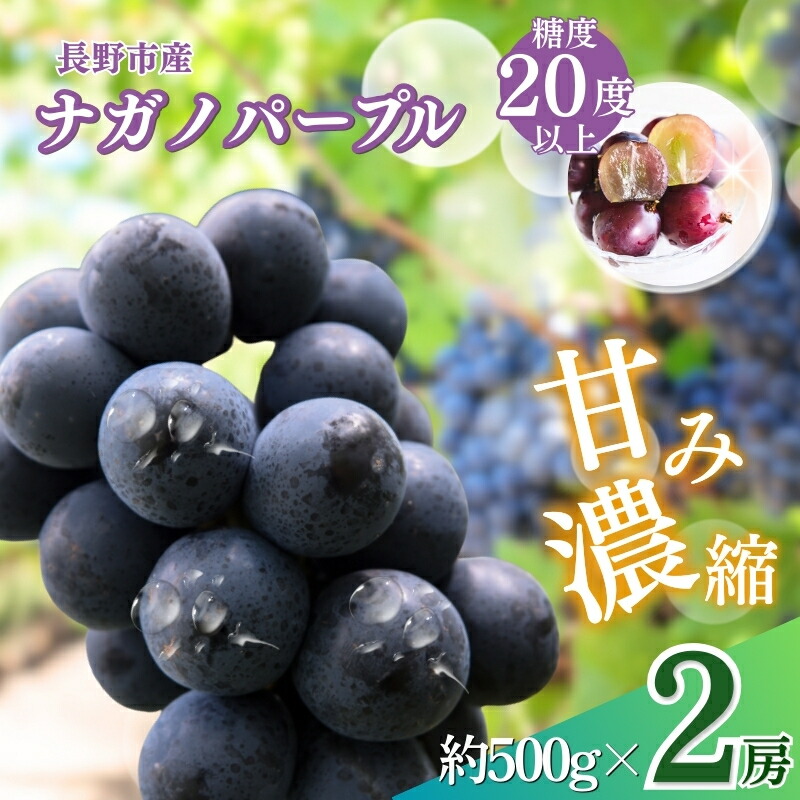 【ふるさと納税】ぶどう 先行予約 ナガノパープル 2房 葡萄 ブドウ 果物 フルーツ デザート おやつ 信州 2025年秋発送 　お届け：2025年9月上旬～10月中旬