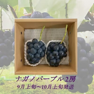 【ふるさと納税】【2025年9月より順次発送】信州産ナガノパープル2房（合計1kg以上）大粒＆大房 果物 ぶどう フルーツ 種なし 皮ごと 食べ応え 秋の味覚 　お届け：2025年9月上旬より順次発送