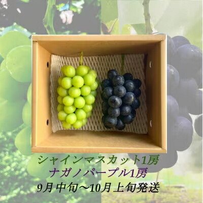 【ふるさと納税】【2025年9月より順次発送】信州産ナガノパープル1房＆シャインマスカット1房　大粒＆大房 果物 ぶどう フルーツ 種なし 皮ごと 食べ応え ぶどうの食べ比べ 秋の味覚 　お届け：2025年9月中旬より順次発送