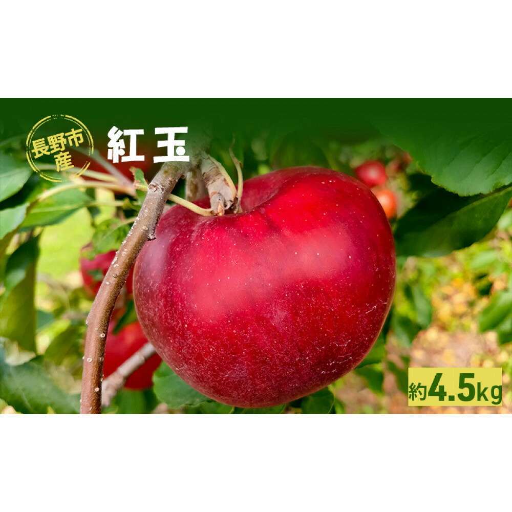 【ふるさと納税】牧野果樹園　長野市産「紅玉」約4.5kg （18～22玉） | りんご 紅玉 フルーツ 果物 人気 おすすめ ギフト プレゼント 送料無料 長野県 長野市 信州 信濃 ふるさと納税｜長野県長野市 13,300円