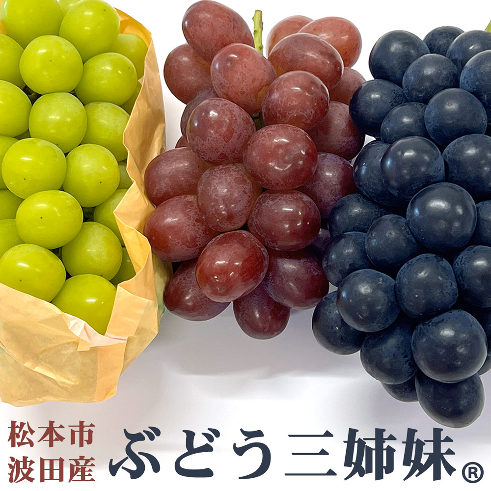 【ふるさと納税】 2025年発送 先行予約 松本市波田産 贈答用 「 ぶどう三姉妹 」 シャインマスカット・クイーンルージュR・ナガノパープル 各500g以上｜ふるさと納税 長野県 松本市  シャインマスカット クイーンルージュ R ナガノパープル ぶどう フルーツ