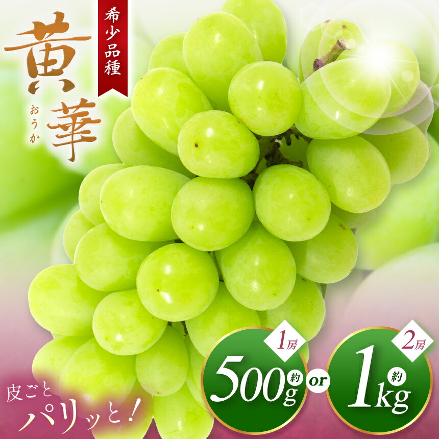 【ふるさと納税】【先行受付】選べる 松本生まれの品種 ぶどう 黄華(おうか) 1房 約500g or 2房 約1kg｜ふるさと納税 黄華 長野県 信州 松本市 松本原産 松本発祥 果物 ぶどう マスカット フルーツ ブドウ 甘い 葡萄 種無し 新鮮 信州産 先行予約