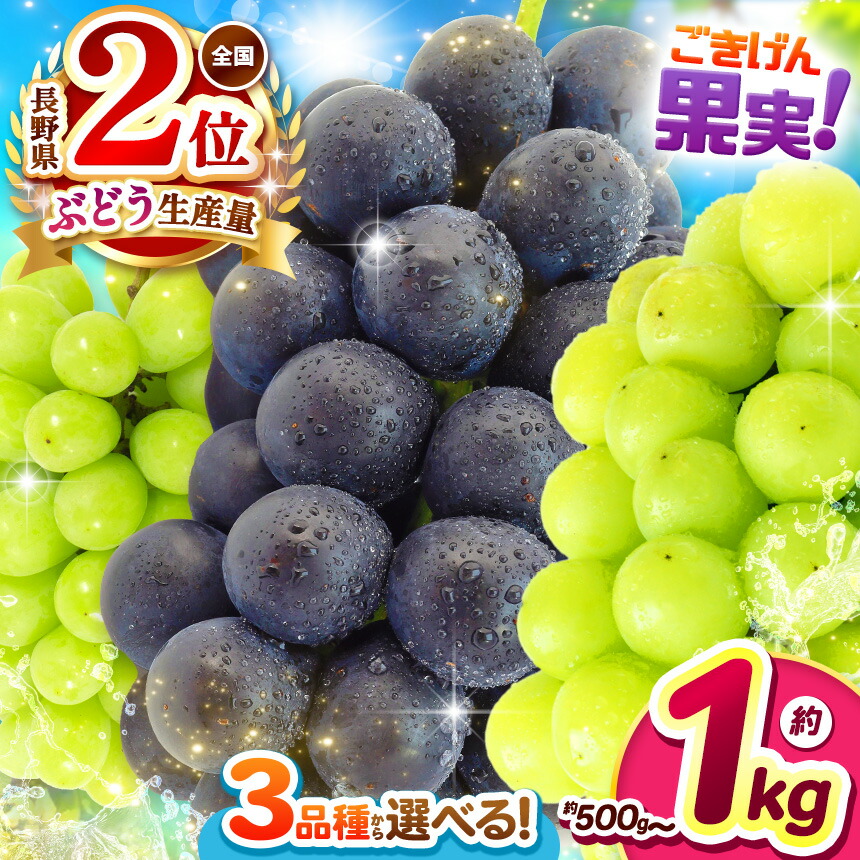 【ふるさと納税】【先行受付】長野県産ぶどう 選べる品種3種類｜ふるさと納税  ぶどう 葡萄 ナガノパープル シャインマスカット 黄華 おうか 果物 フルーツ 種無し 新鮮 信州産 先行予約 選べる種類 長野県 松本市