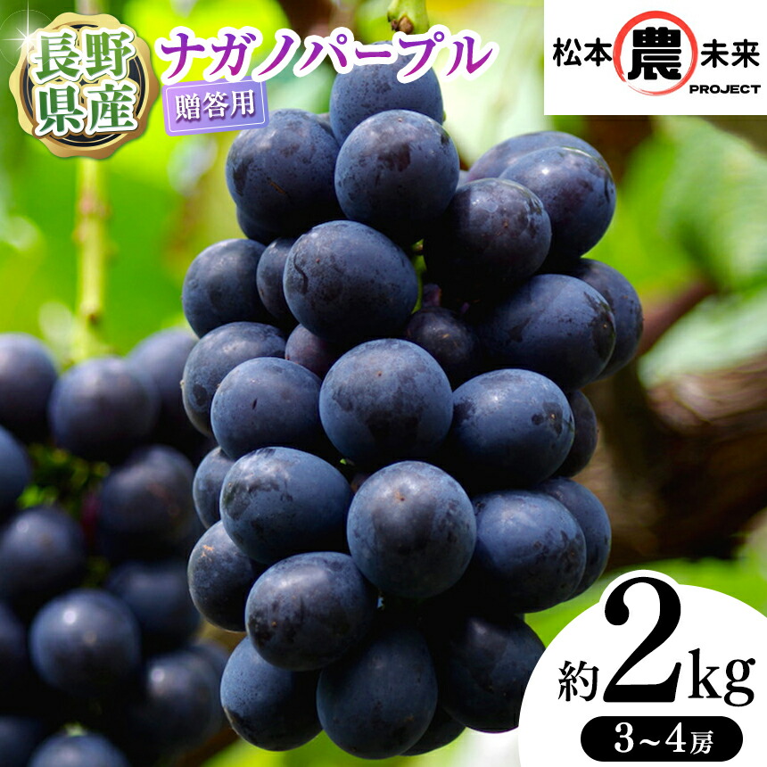 【ふるさと納税】【先行受付】〔松本農未来project〕贈答用 ナガノパープル 約2kg (3房～4房)【長野県オリジナル品種】 │ 信州 果物 ぶどう ナガノパープル フルーツ ブドウ 長野県 松本市 贈答用 果樹 ジューシー 甘い｜長野県松本市