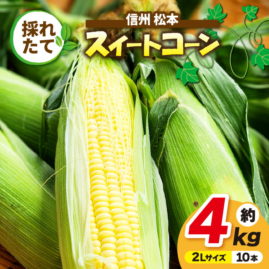 【ふるさと納税】【8月上旬～発送】信州産 採れたてスイートコーン 約４kg(２Lサイズ10本)｜ふるさと納税 信州 松本 松本市 信州産 長野県 スイートコーン コーン 採れたて とうもろこし 甘い
