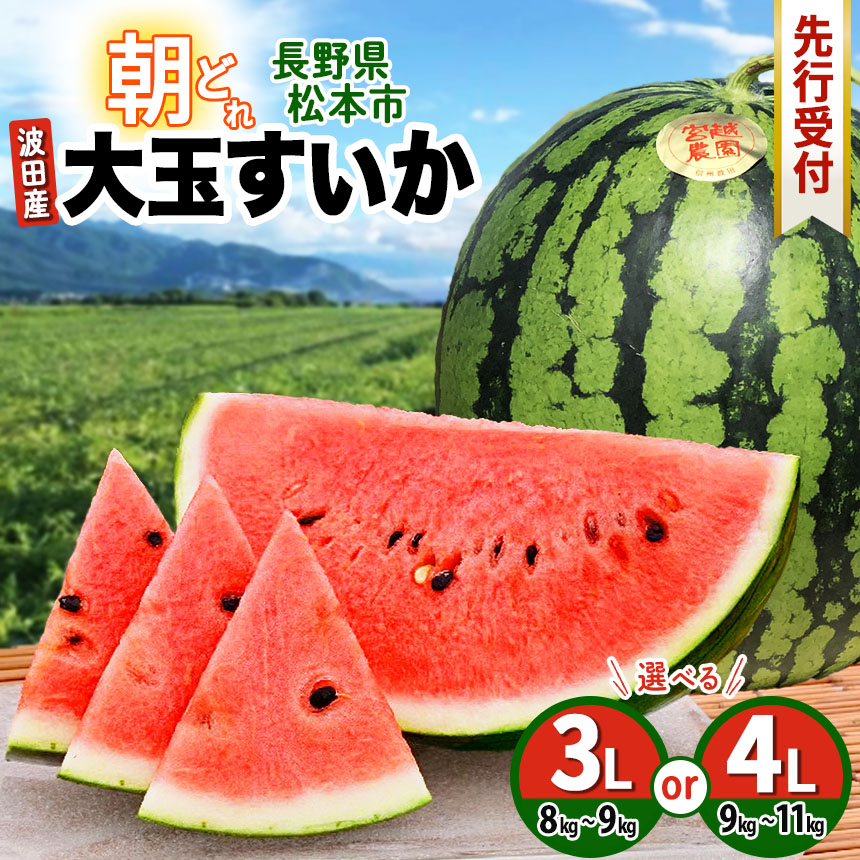 【ふるさと納税】【先行受付】選べる！松本市 波田産 大玉すいか 3L～4L　│ 信州 松本市  長野県 西瓜 すいか 果物 大玉 スイカ フルーツ くだもの フルーツ ふるーつ