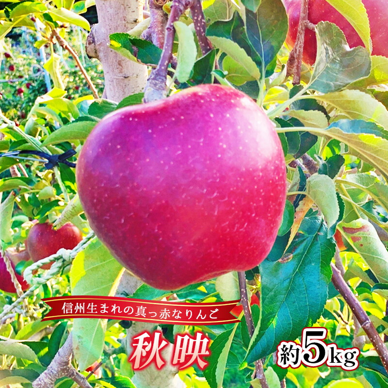 【ふるさと納税】りんご 秋映 約5kg 林檎 リンゴ 5kg 果物 くだもの フルーツ デザート 旬の果物 旬のフルーツ 長野県 長野　お届け：2025年9月下旬～10月中旬