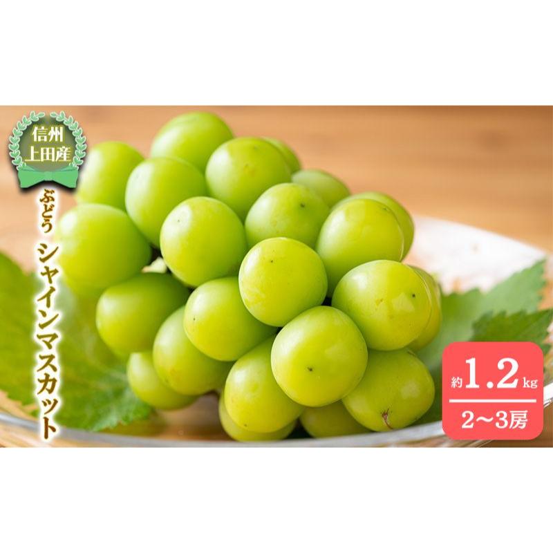 【ふるさと納税】【2026年産】 シャインマスカット 1.2kg ぶどう 葡萄 ブドウ マスカット 果物 くだもの フルーツ デザート 旬の果物 旬のフルーツ 長野　お届け：2026年9月下旬～10月中旬