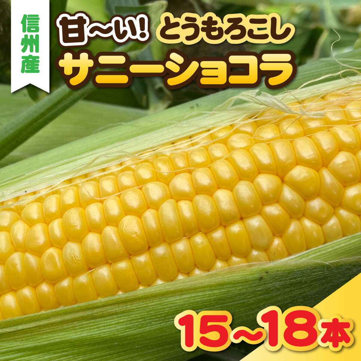 【ふるさと納税】【先行予約】夏の定番　甘ーいとうもろこし　サニーショコラ　15～18本セット【2025年8月より収穫出来次第発送】
