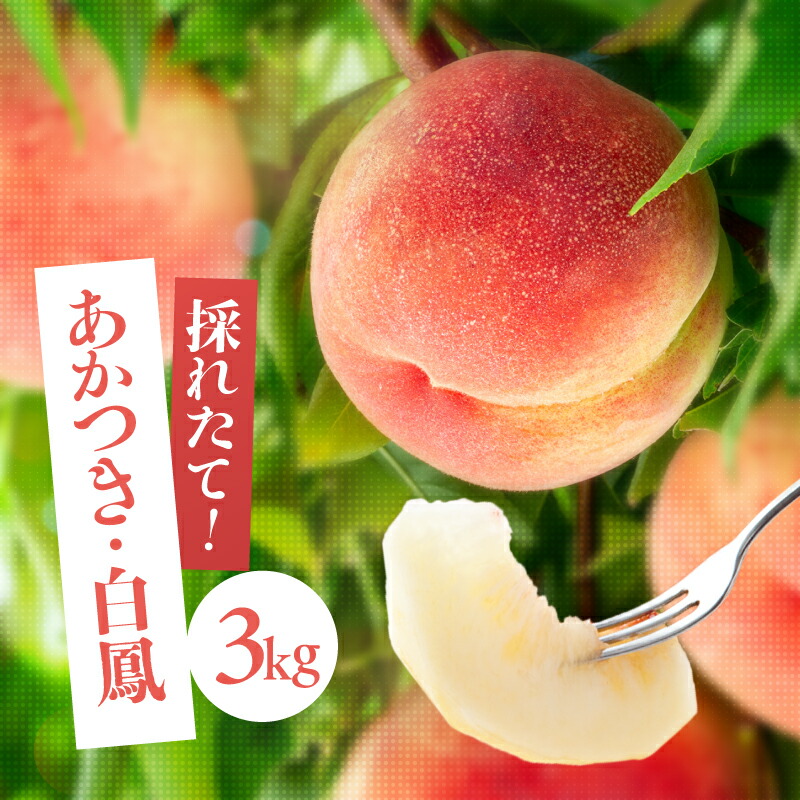【ふるさと納税】南信州産「桃」約3kg〈あかつき・白鳳〉【2026年7月より順次発送】 | 果物 くだもの フルーツ 柿 桃 もも あかつき 白鳳 長野県 信州 南信州 飯田市 H07｜長野県飯田市