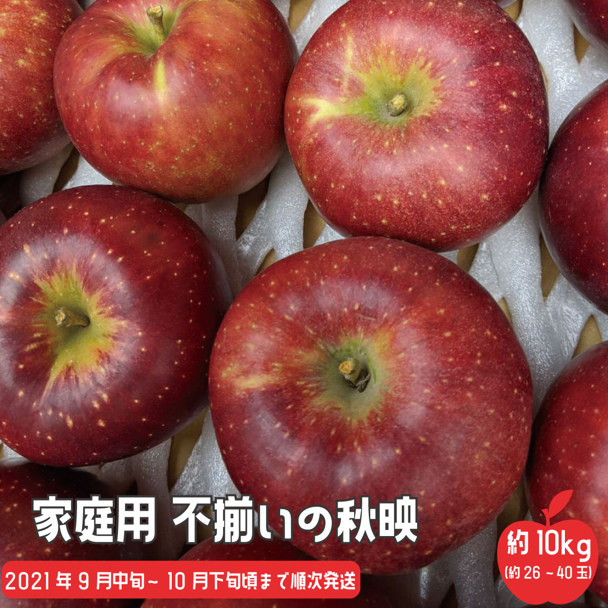 ふるさと納税 コロナ生活手つだい ファミリー役目 とんちんかんの秋映 ほぼ10kg 約26玉 約40玉 市川農園 21老年発信 9桂月中旬時点一段と順次発送スケジュール フルーツ 果物 林檎 リンゴ 秋映 訳あり 家庭用 Daemlu Cl