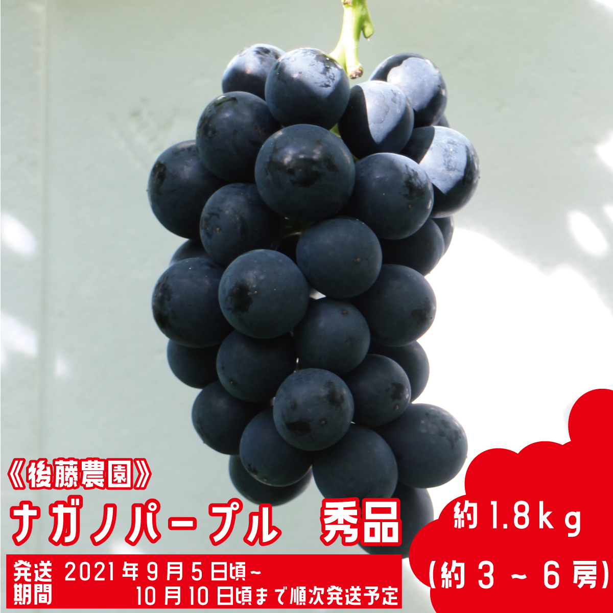 ふるさと納税 ナガノパープル 特出威容 凡1 8kg 約3 6風帯 後藤耕園 21年中送り届ける 9玉桂上旬節一段と順次発送図る予定 果物 ぶどう フルーツ Oceanblueflorida Com