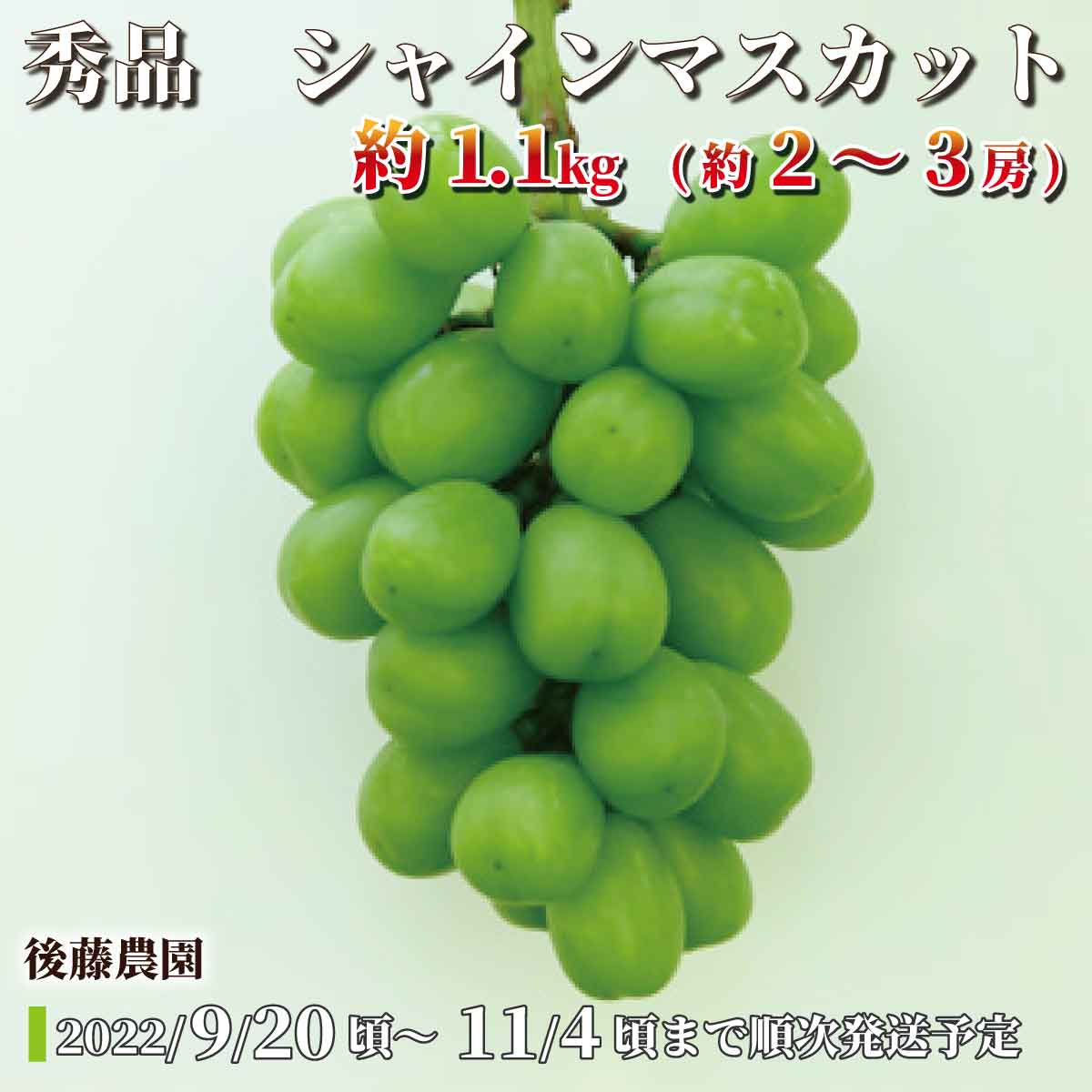 宝石箱厳選36粒 信州産シャインマスカット 9月中旬〜11月上旬 随時発送 お届け