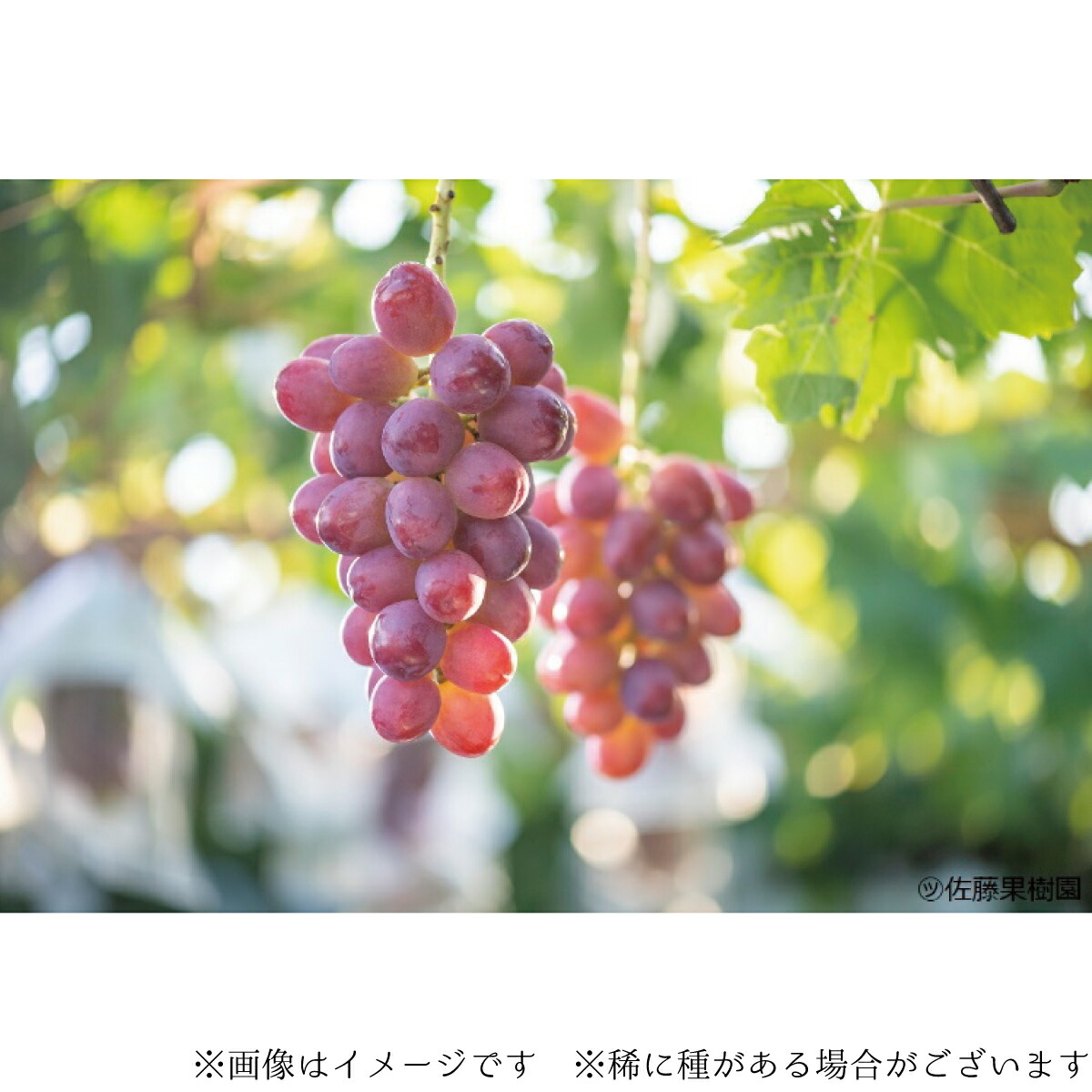 新しい季節 ぶどう5品種詰め合わせ 種なし皮ごとたべられます 約500g×2パック《佐藤果樹園》2022年発送※9月中旬頃〜10月下旬頃まで順次発送予定 フルーツ 果物 ぶどう ブドウ 葡萄 dukeanddevines.com 新しい季節 ぶどう5品種詰め合わせ 種なし皮ごとたべられます 約500g×2パック《佐藤果樹園》2022年発送※9月中旬頃〜10月下旬頃まで順次発送予定 フルーツ 果物 ぶどう ブドウ 葡萄 dukeanddevines.com