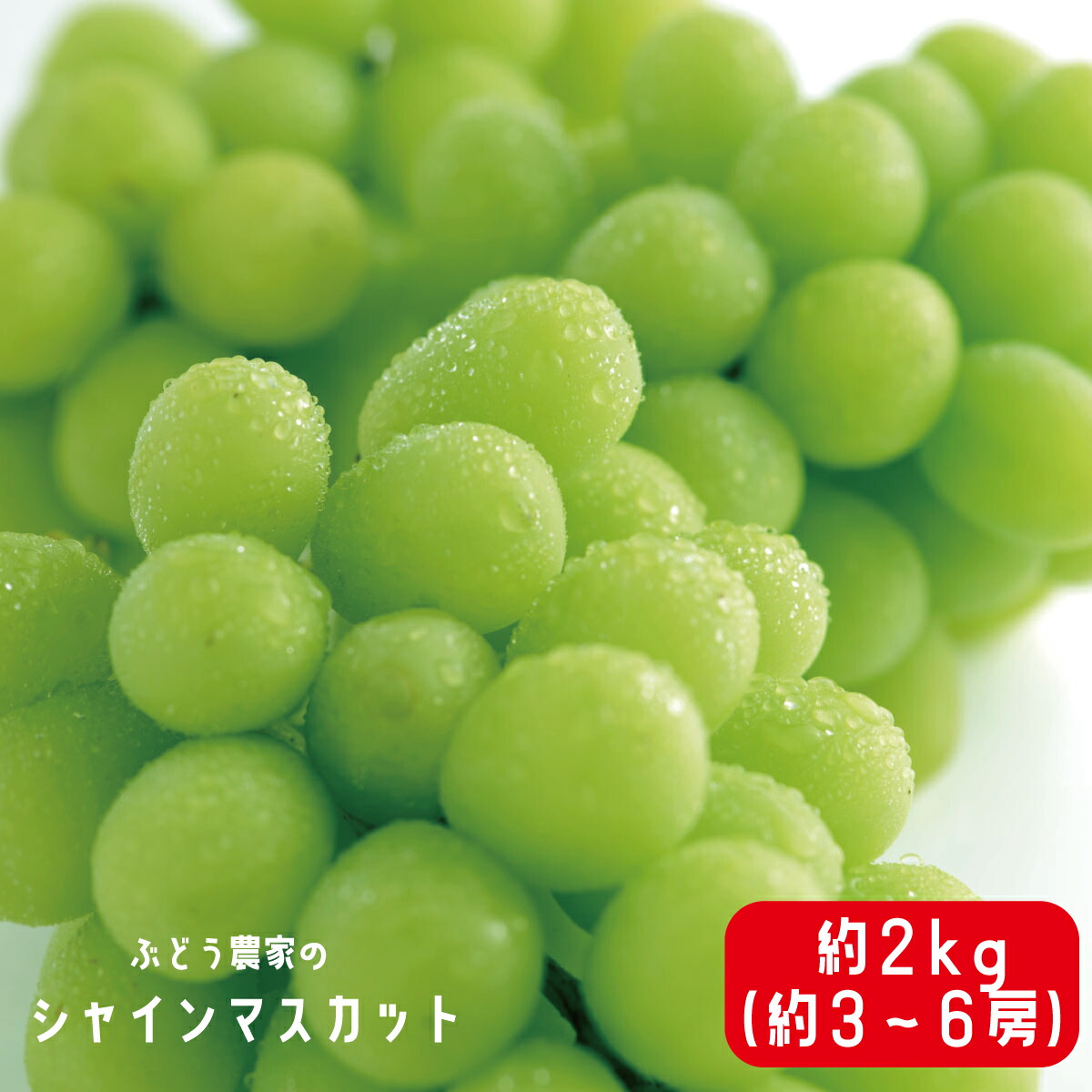 ふるさと納税 ぶどう農夫のシャインマスカット 約 約 房 佐藤ファーム 21高齢差し出す 9ムーンライト下旬時分もっと順次発送考える 果物 ぶどう フルーツ 果物手あい Marchesoni Com Br