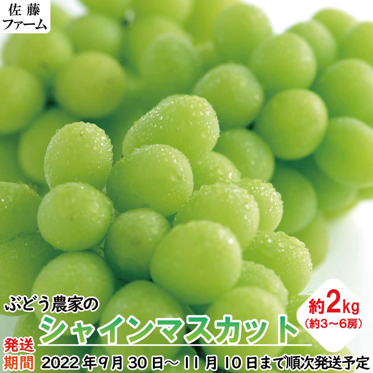 ぶどう農家のシャインマスカット 約２ｋｇ 約３〜６房 《佐藤ファーム》2022年発送※9月下旬頃〜11月上旬頃まで順次発送予定 果物 ぶどう  フルーツ 果物類 【受注生産品】