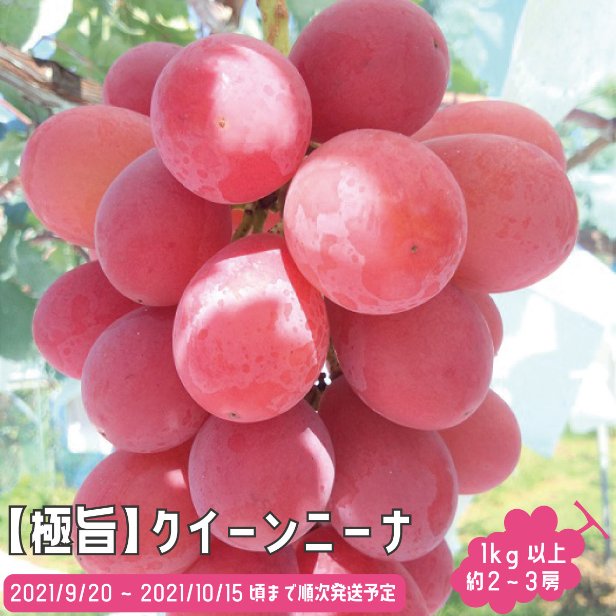 ふるさと納税 おもいきり論意 クイーンニーナ1kg以上 大凡2 3房 21年紀使わす 9月読み下旬折一段と順次発送プランニング 株式会社 信州須坂太田プランテーション 果物 ぶどう フルーツ 果物種類 Hotjobsafrica Org