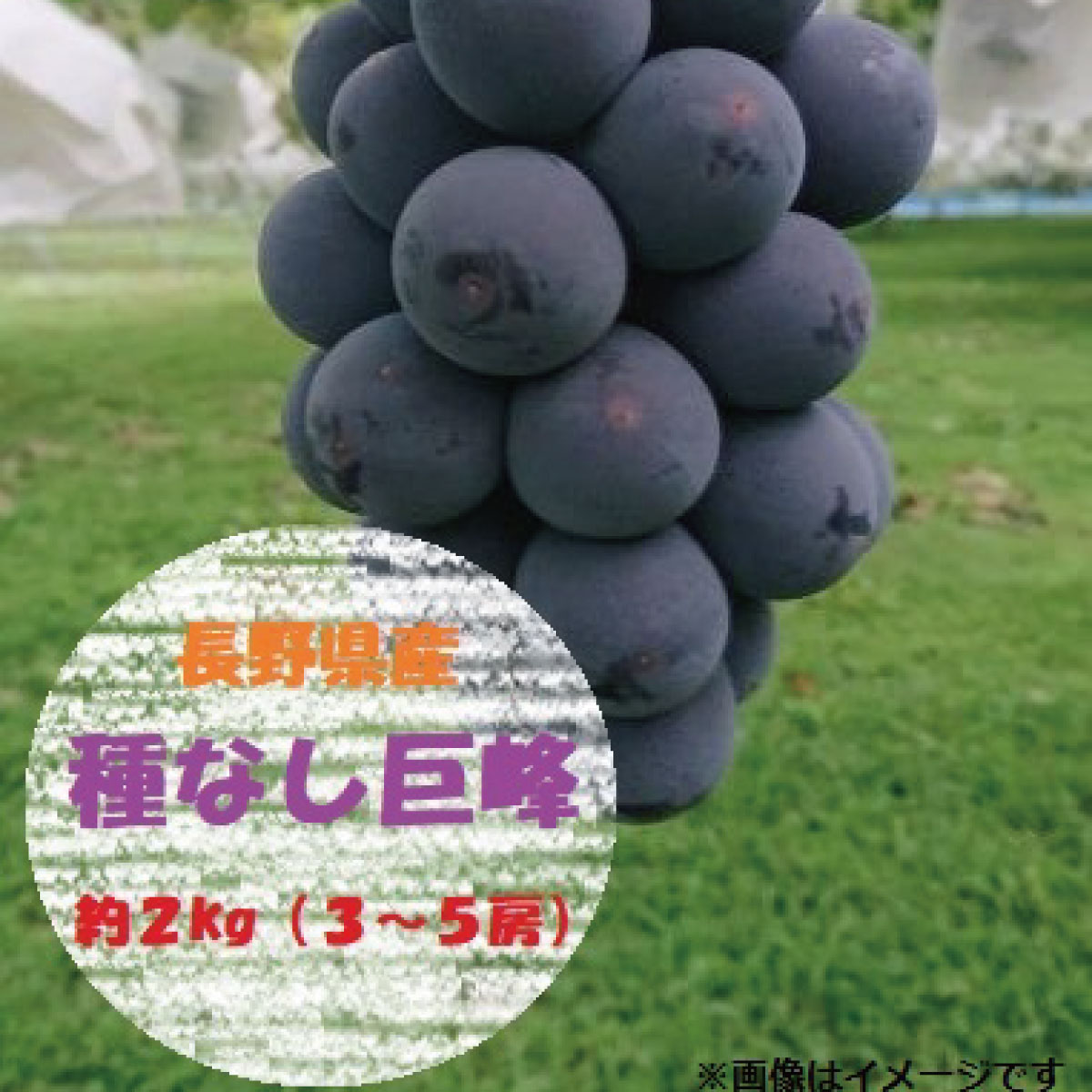 須坂市産 種なし巨峰 約2kg(約3〜5房)《やす乃フルーツ》■2022年発送■※8月下旬頃〜9月下旬頃まで順次発送予定 フルーツ 果物 ブドウ ぶどう 種なし 巨峰