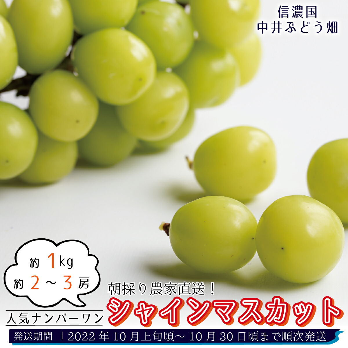 朝採り農家直送!人気ナンバーワン『シャインマスカット』約1kg(約2〜3房)《信濃国 中井ぶどう畑》■2022年発送■※10月上旬頃〜10月下旬頃まで順次発送予定 フルーツ 果物 ぶどう ブドウ 葡萄