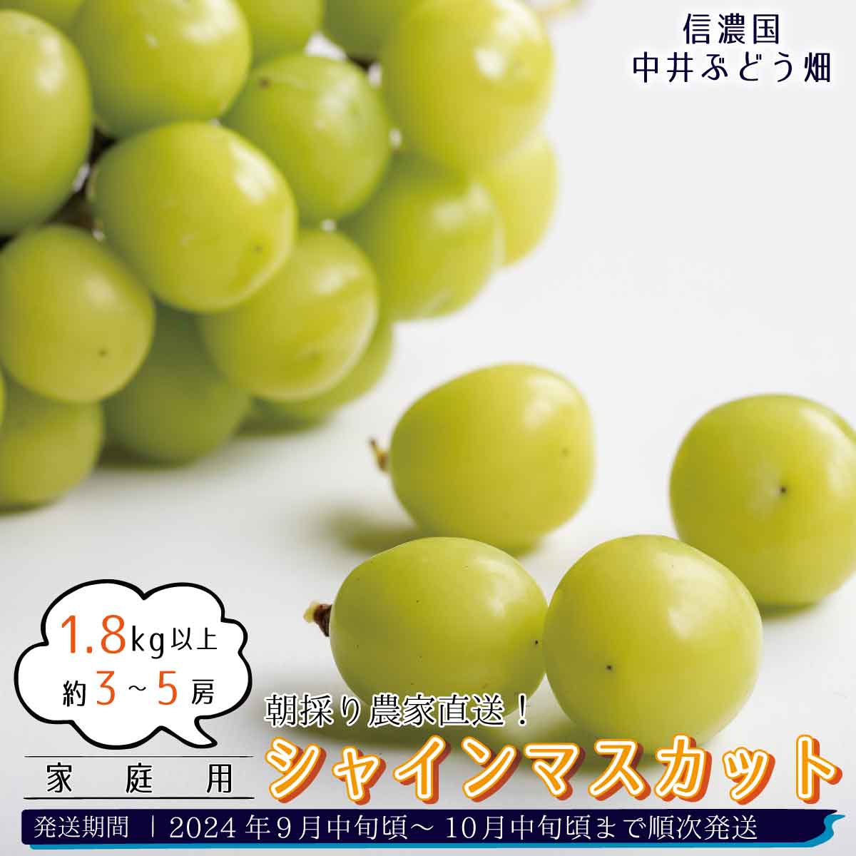 楽天市場】【ふるさと納税】朝採り農家直送！シャインマスカット 1.8kg以上(約3～5房)（家庭用）《信濃国 中井ぶどう畑》□2024年発送□※9月中旬頃～10月中旬頃まで順次発送予定  フルーツ 果物 ぶどう ブドウ 葡萄 先行予約 予約 : 長野県須坂市