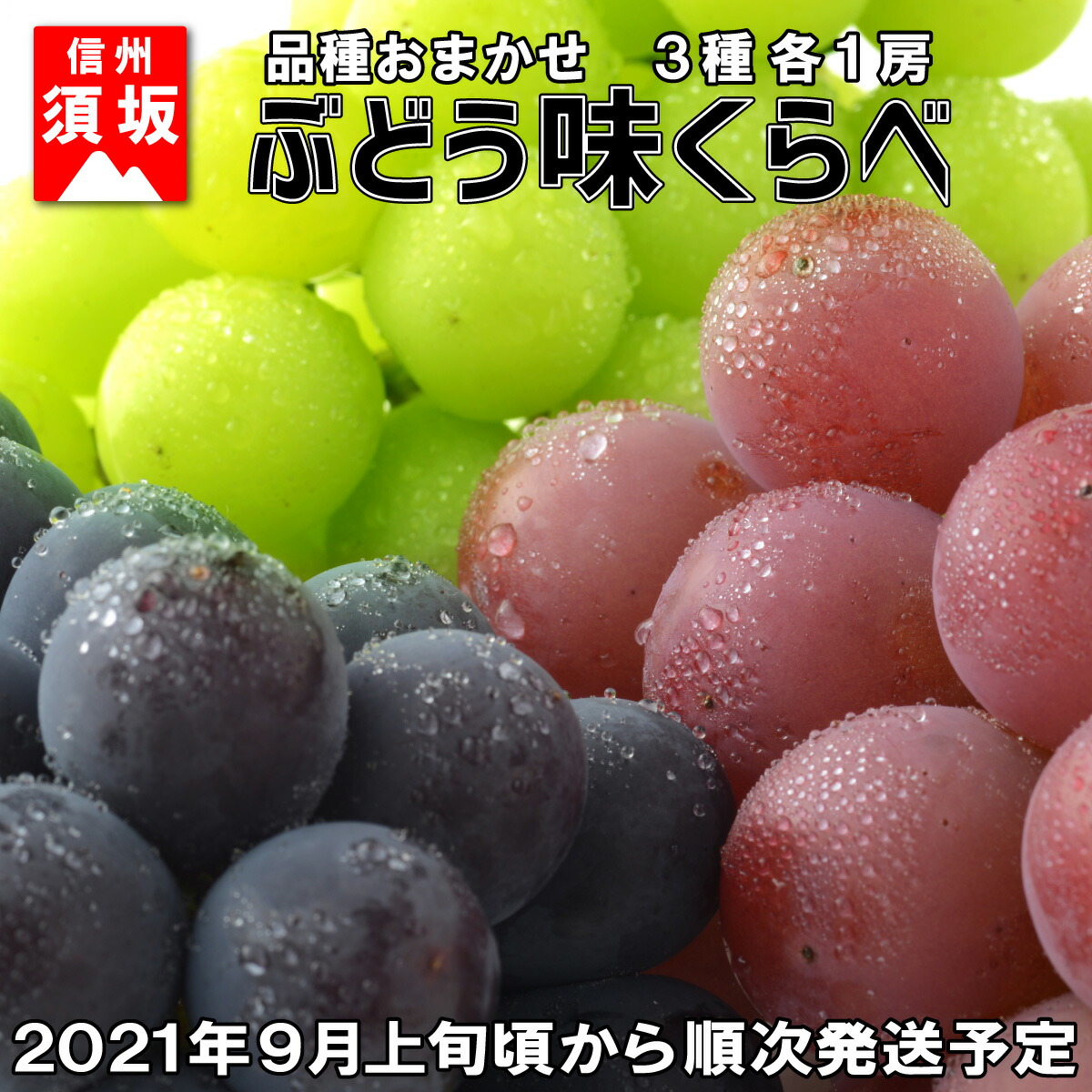 楽天市場 ふるさと納税 葡萄三昧 高級ぶどう味くらべセット 3種各1房 信州グルメ市場 21年発送 ９月上旬頃より順次発送予定 果物 ぶどう フルーツ シャインマスカット 長野県須坂市