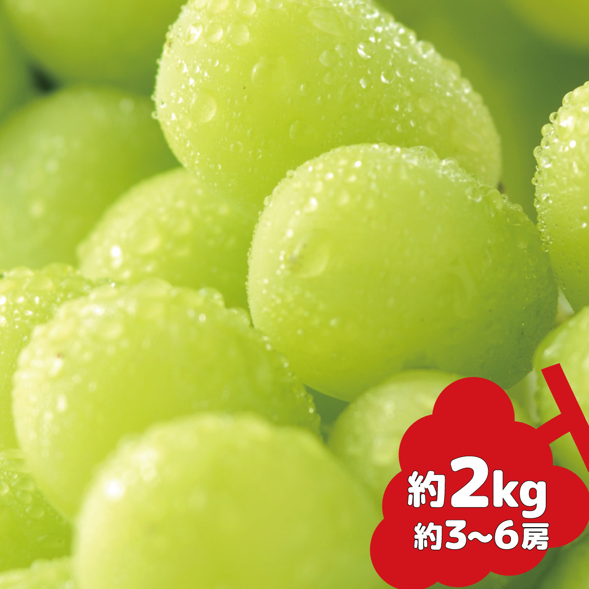 5年保証』 シャインマスカット 2〜3房 約1.2kg 家庭用 岡山県産 直送 せとうちバスケット お届け fucoa.cl